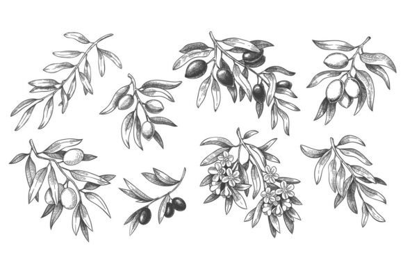 Download Engraved Olive Branch. Sketch Branches - Branches Collection